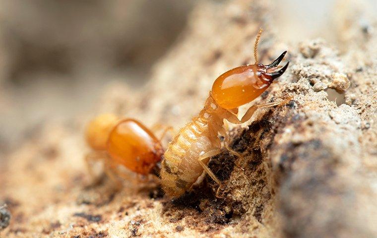 Blog - How To Tell If Your St. Louis Property Is Ready For Termite Season