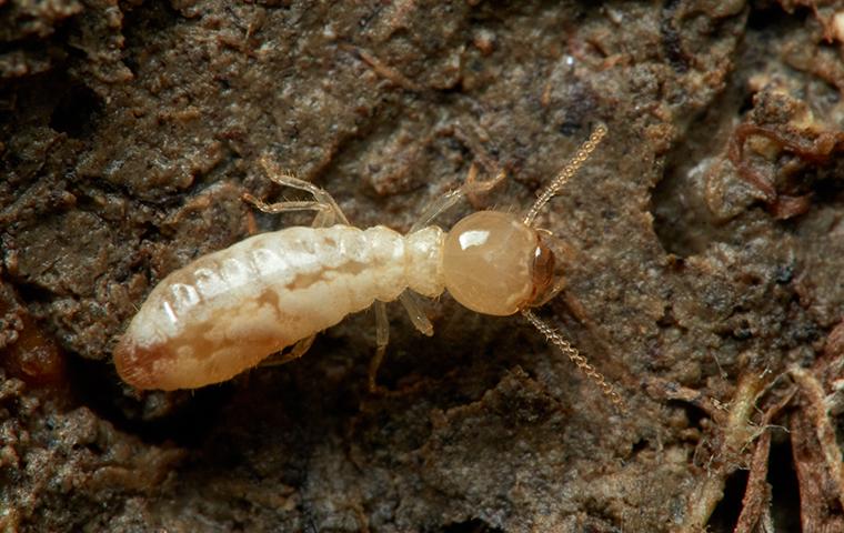 Are You Ready For The St. Louis Termite Swarmer Season?